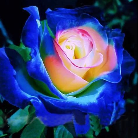 Sign In Blue Roses Wallpaper Beautiful Rose Flowers Rose Wallpaper My