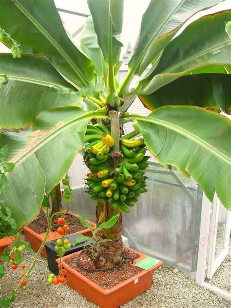 How to grow banana tree at home from seeds. Dwarf Banana Seeds, 200pcs/pack - GreenSeedGarden
