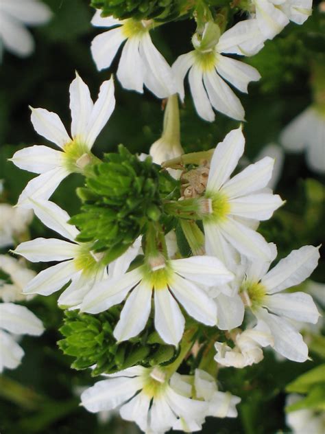 Online Plant Guide Scaevola Aemula Whirlwind White Whirlwind