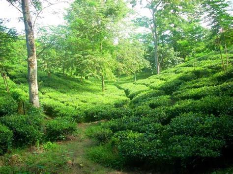 Tea-garden Assam, India | India, Tea garden, Northeast india