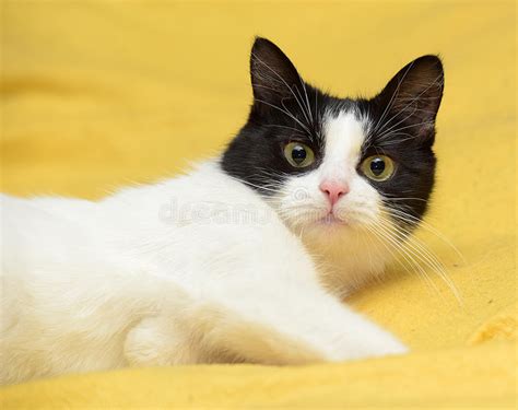 black and white cat with yellow eyes stock image image of fuzzy coat 51434117