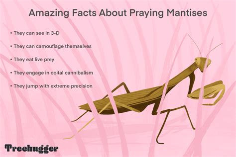 10 Wondrous Praying Mantis Facts