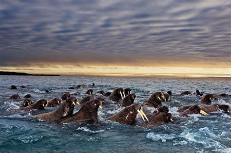 50 Most Incredible Photos Of Animal Migration