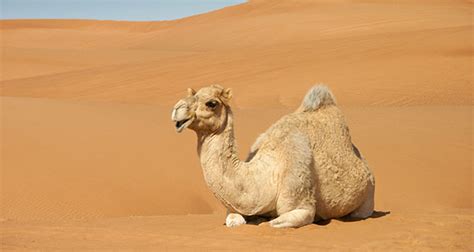 The test of the head is to find a camel, it's a test to see who can develop alzheimer's. The Meaning of a Hawk Sighting | California Psychics