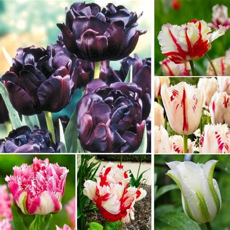 2pcs Black Tulip Bulbs Beautiful Rare Color Greenseedgarden