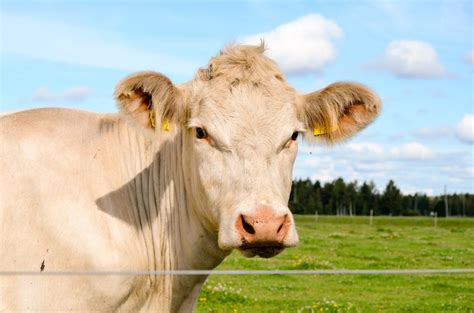 19 Name 3 Common Breeds Of Beef Cattle White Arronly