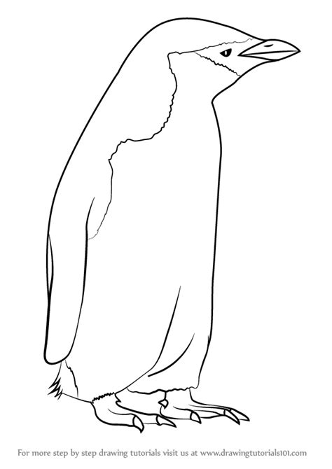 With the exception of a few monsters (like bolt penguin and fluffal penguin), all members are aqua type. Learn How to Draw a Chinstrap Penguin (Antarctic Animals ...