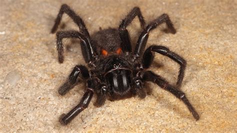 Top 10 Most Dangerous Australian Spiders Australian G