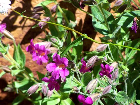 Order wholesale & discount purple flowers by the bunch. EduPic Images from Contributors