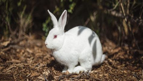 Continental Giant Rabbit Lifespan Cost Breeds And For Sale