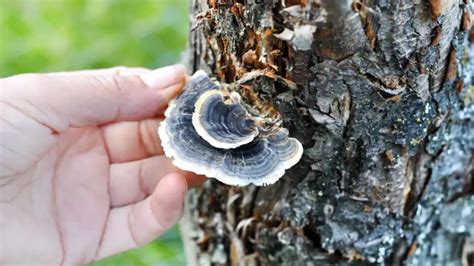 how to grow turkey tail mushrooms a comprehensive guide