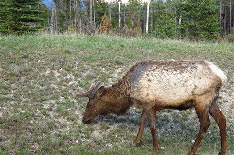 Moose Wildlife Banff