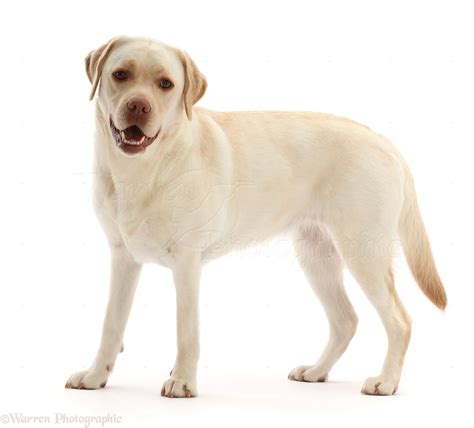 Dog Pale Yellow Labrador 3 Years Old Standing Photo Wp50035