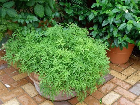 Try growing mosquito plant for its good looks and lemony fragrance. Keep Mosquitoes Away With These Plants