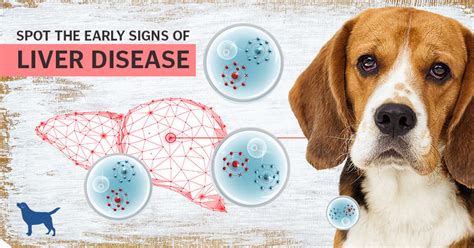 Spot The Early Signs Of Liver Disease In Dogs Dogs Naturally