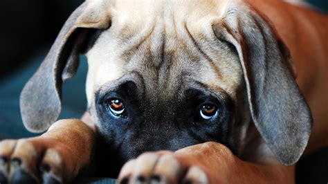 Canines Evolved Puppy Dog Eyes To Woo Human Companions Puppy Dog Eyes