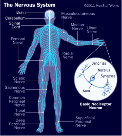 Nervous system diagram central nervous system human anatomy. My Wife on the Run!: When Should You Listen to Your Body?