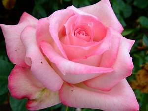 All Sizes Rose Flickr Photo Sharing Beautiful Flowers Images