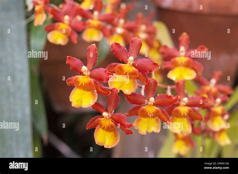 Odontocidium Catatante Sun King Orchid Stock Photo Alamy