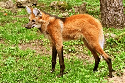 Maned Wolf Facts Critterfacts