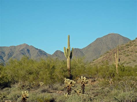 Scottsdale Arizona Desert Cactus Photograph By Andrew Rodgers