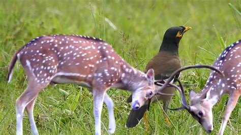 Animals Life In Forest Spotted Deer Beautiful Maina Birds Chitwan
