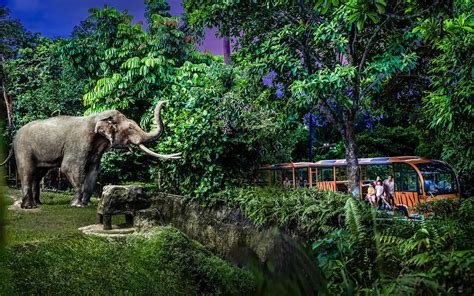 Singapore Night Safari Tickets Tram Ride Included Updated 2023 Headout