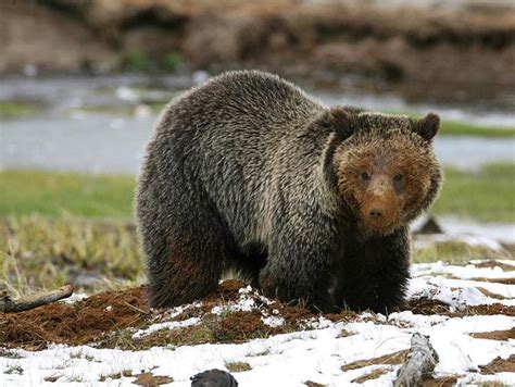 Grizzly Biologists Release Bitterroot Studies Open Spaces