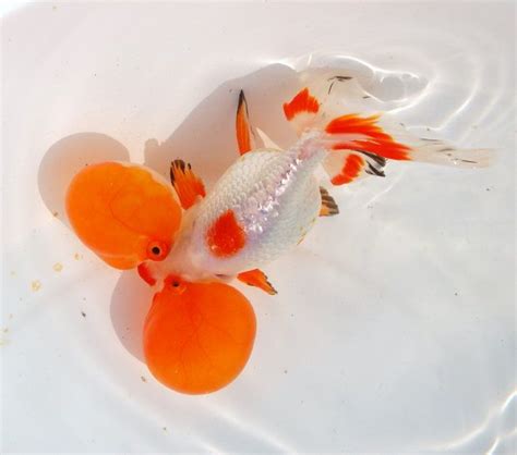 CHINESE GOLDFISH SHOW BUBBLE EYES Goldfish Beautiful Fish Exotic Pets