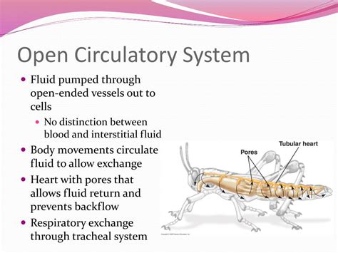 PPT - Circulation PowerPoint Presentation, free download - ID:3092869