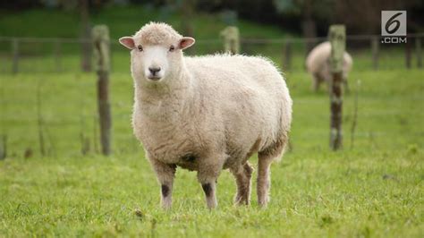 Peternak Ini Daftarkan 15 Ekor Domba Miliknya Ke Sekolah Dasar Global