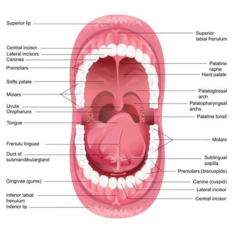 Tongue Surface Anatomy Tongue Health Oral Health Dental Health