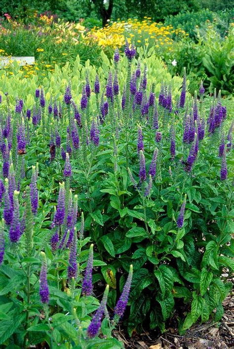 24 Of The Best Perennials For Adding Color To Your Garden