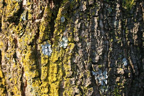 Lichen On Tree Bark Free Stock Photo Public Domain Pictures