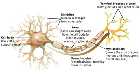 Neurons communicate with each other as well as with other cells through electric signals (nerve impulses), which in turn allows effector organs to respond to the appropriate stimuli. Pin on The Nervous System