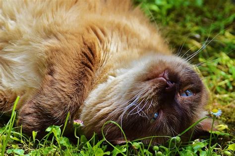 Himalayan Cat Lying On Grass Free Image Peakpx