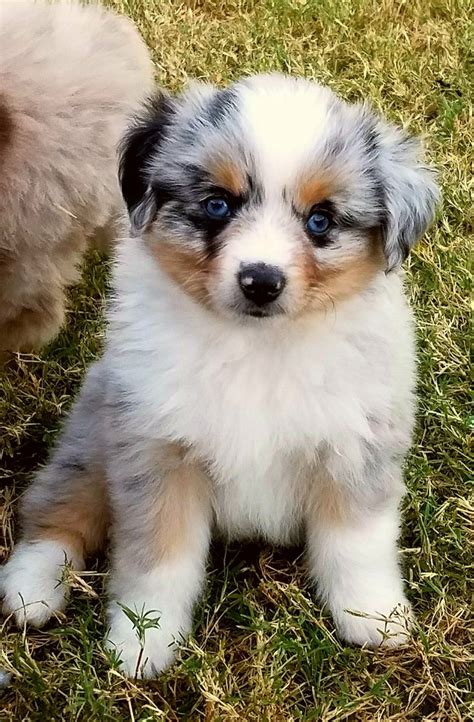 Tiny Tater Tot Blue Merle Male With Blue Eyes Toy Aussie Bristols