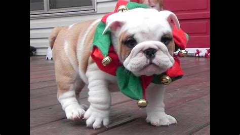 Puppies for christmas by cardinal xd on vimeo, the home for high quality videos and the people who love them. English Bulldog Christmas Puppies! - YouTube