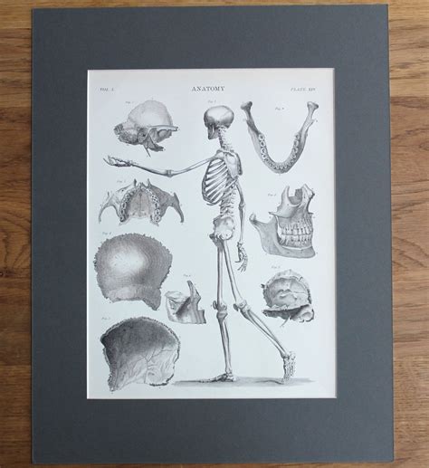 Large Antique Human Anatomy Plate Vintage Victorian Print C1880