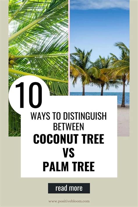 10 Ways To Distinguish Between Coconut Tree Vs Palm Tree Coconut Palm