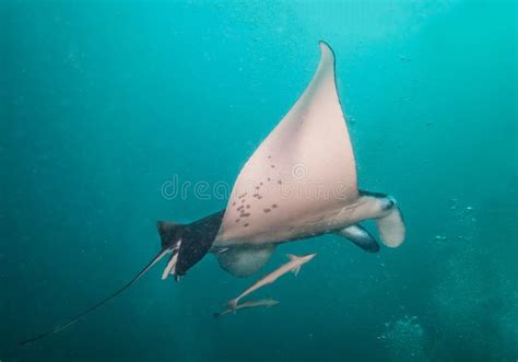 Beautiful Big Manta Ray In Deep Blue Ocean Stock Photo Image Of Grey