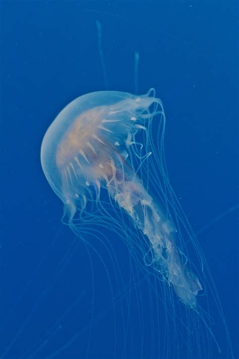 Gps Guide 19 Graceful Jellyfish Sure To Make You Feel Less Stressed