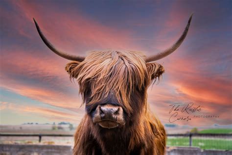 Sunset Highland Cow Digital Download Etsy