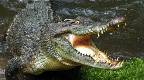 buaya 138