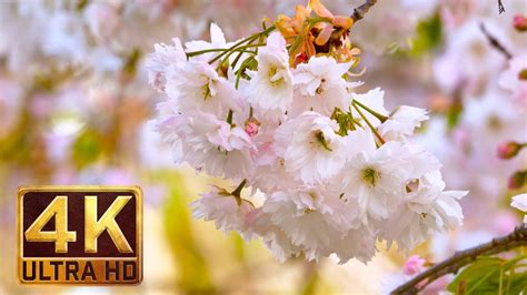 See more ideas about watercolor flowers, flower art, flower painting. 4K Flowers & Leaves - Relaxing nature sound (2 hours video ...