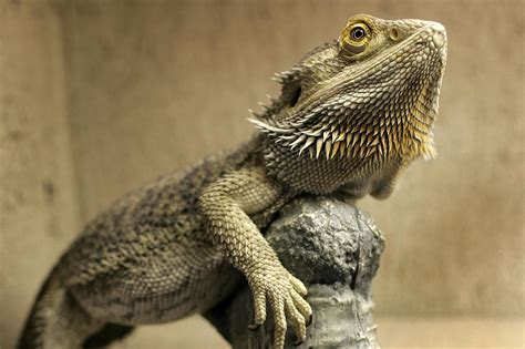 Bearded Dragon Behavior - What Your Pet Needs