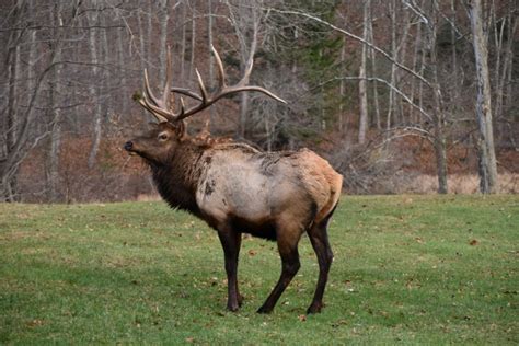 Bull Elk Free Stock Photo Public Domain Pictures