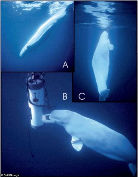 Beluga Whale Mimicked Human Speech For 30 Years Beluga Whale Beluga