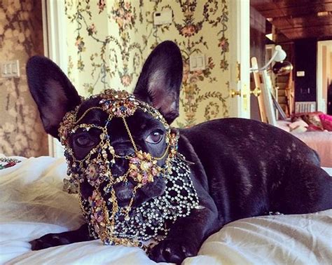 Lady gaga's dog walker was shot and two of the singer's french bulldogs were stolen in hollywood during an armed robbery, according to police. Lady Gaga criticised by PETA for dressing pet dog Asia in heavy costume jewellery | The Independent