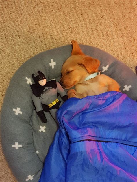 15 Dog Posts From This Week Thatll Make Your Heart Go Thump Thump